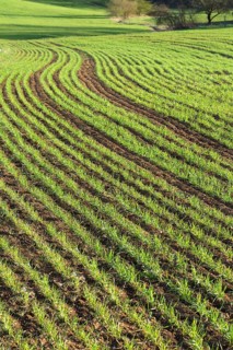 Sprouting winter wheat