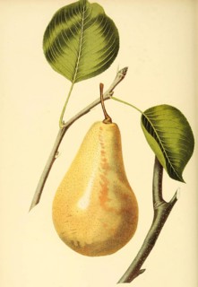 Birne der Sorte LeCure Pear
