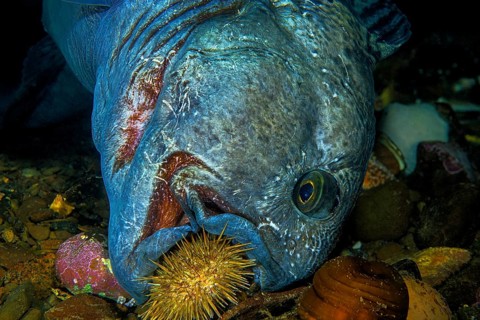 Atlantic wolffish
