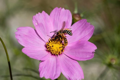 Yellow-banded furrowing bee