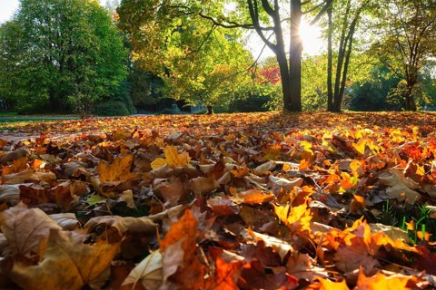 Golden autumn fall October in famous Munich relax place