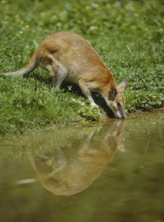 Flink-Wallaby