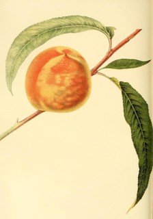 Pfirsich der Sorte The Early Crawford Peach