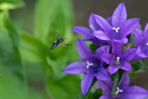 Bellflower narrow-bees