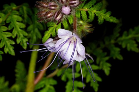 Lacy phacelia
