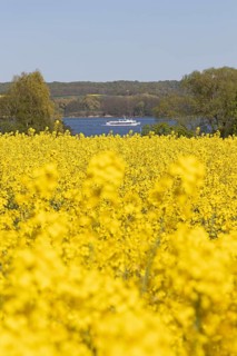 Rape field