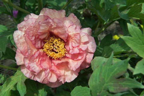 Tree peony