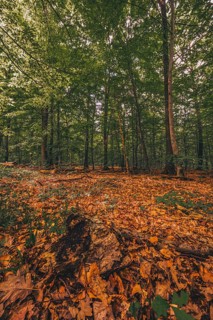 Leaves on the forest floor in the Deister forest near Hanover
