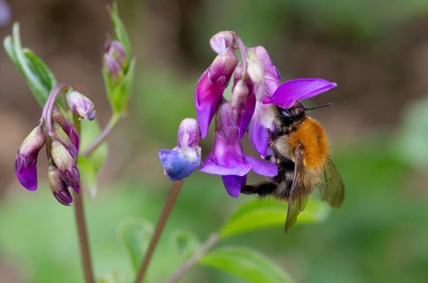 Common carder-bee
