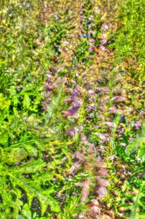 Flowers creative
