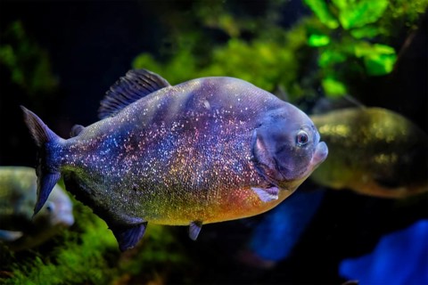 Red-bellied piranha