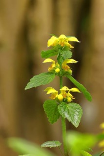 Yellow archangel