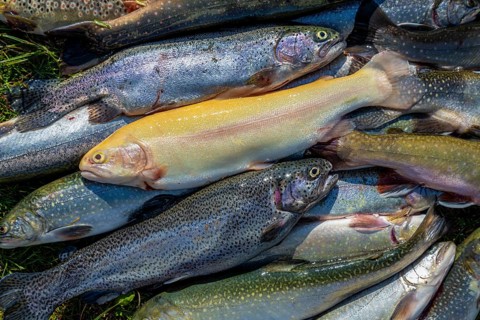 Many caught trout lie in the grass