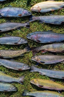 Many caught trout lie in the grass