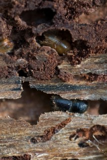 European spruce bark beetle