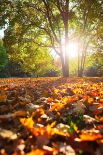Golden autumn fall October in famous Munich relax place