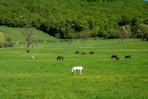 Horses in a meadow in the Reitlingstal
