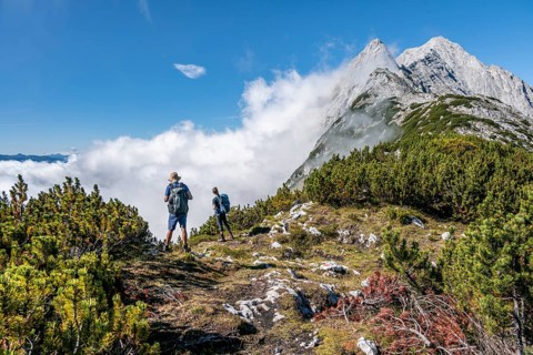 Two hikers on the ridge of the Mieminger Kette between mountain pines