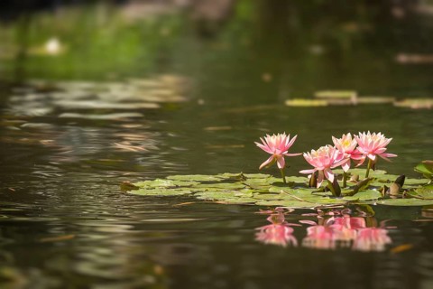 Beautiful pink lotus flowers lily pond