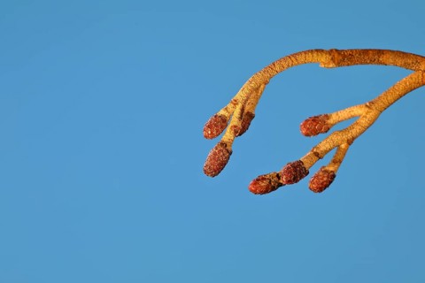 Female flowers of black alder