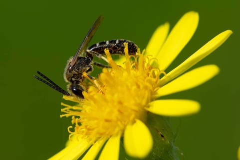 Sweat bee