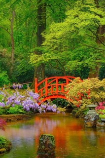 Small bridge in Japanese garden
