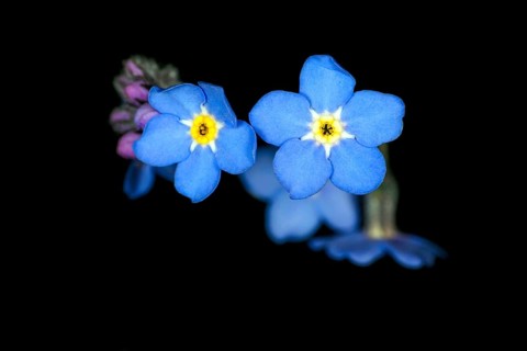 Forget-me-not