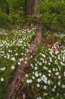 Greater greater stitchwort