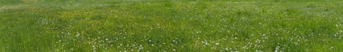Meadow