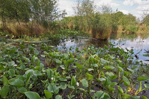 Bog arum
