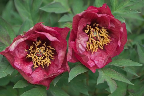 Bush peony