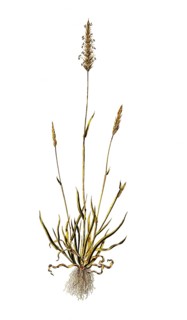 Gewoehnliches Ruchgras
