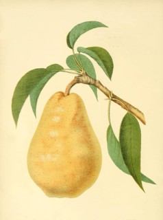 Birne der Sorte the Bartlett or Williams Bon Chretien Pear
