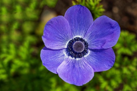 Flower of a blue anemone