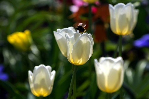 Flowering tulips