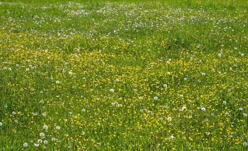 Meadow