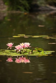 Beautiful pink lotus flowers lily pond