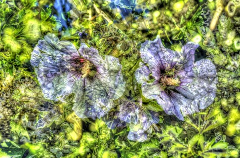 Flowers creative