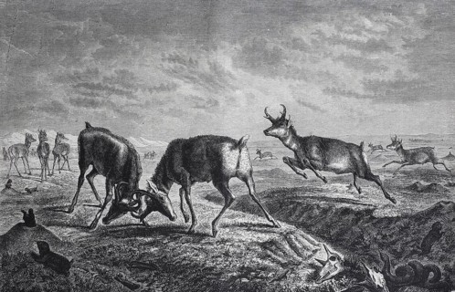 Forked antelope