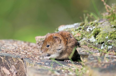 Bank vole