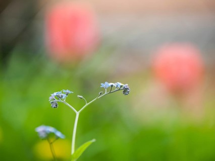 Wood forget-me-not