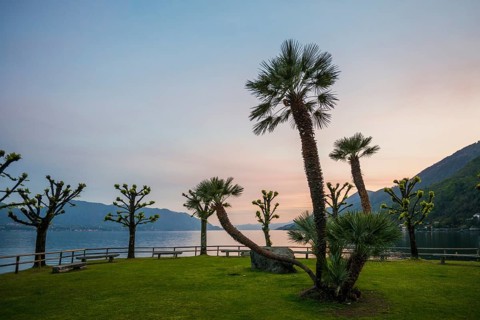 Palm trees on the lakeshore