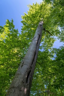 Beech forest