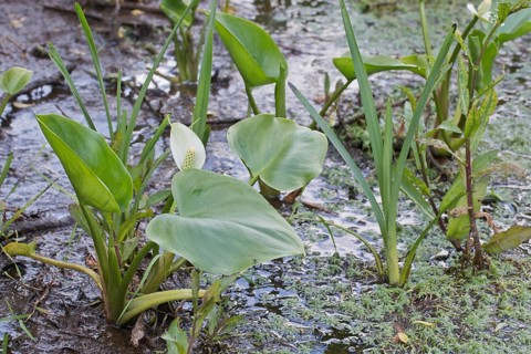 Bog arum