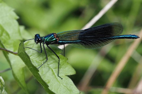 Macro