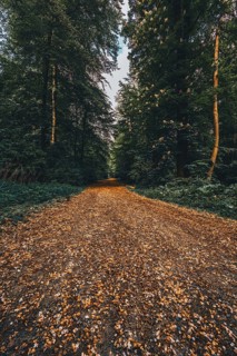 Hiking trail in the forest in the Deister near Hanover