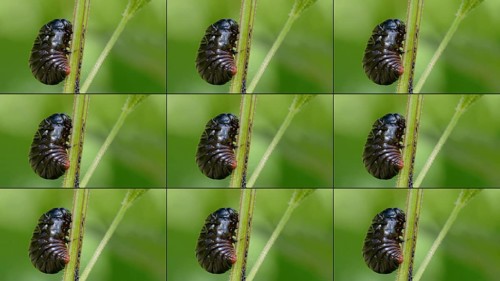 Bloody-nosed beetles