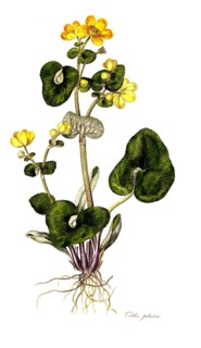 Sumpfdotterblume