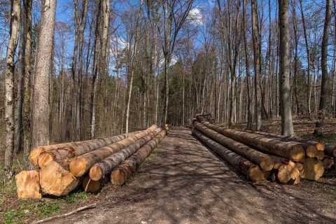 Stacked european spruce