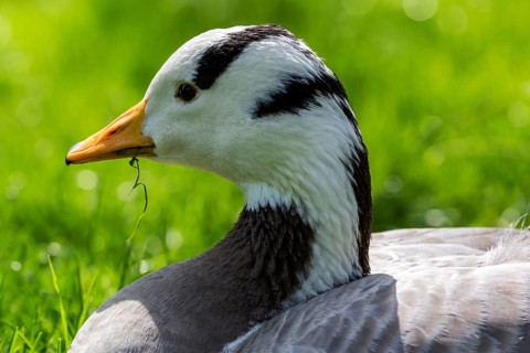 Bar-headed goose